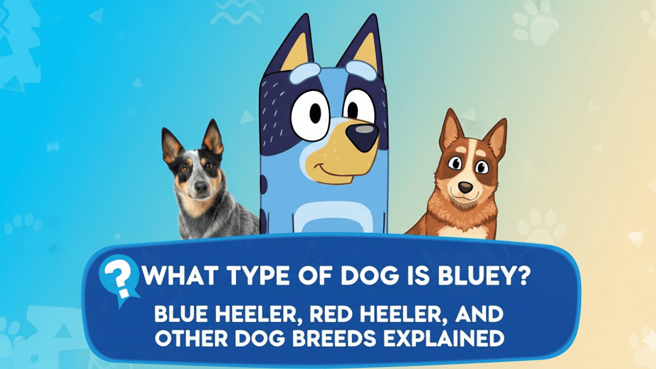 What Type of Dog is Bluey-min